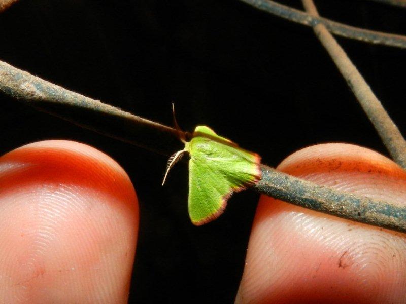 Geometridae: Eucrostes indigenata (de Villers, 1789)